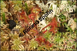 Rundblättriger Sonnentau, Drosera rotundifolia, Droseraceae, Drosera rotundifolia, Rundblättriger Sonnentau, Blüten Kauf von 00560drosera_rotundifoliaimg_7906.jpg