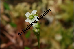 Rundblättriger Sonnentau, Drosera rotundifolia, Droseraceae, Drosera rotundifolia, Rundblättriger Sonnentau, Blüten Kauf von 00560drosera_rotundifoliaimg_7907.jpg