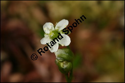 Rundblättriger Sonnentau, Drosera rotundifolia, Droseraceae, Drosera rotundifolia, Rundblättriger Sonnentau, Blüten Kauf von 00560drosera_rotundifoliaimg_7908.jpg