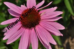 Purpur-Sonnenhut, Roter Sonnenhut, Roter Igelkopf, Rote Kegelblume, Roter Scheinsonnenhut, Echinacea purpurea, Rudbeckia purpurea, Echinacea purpurea, Rudbeckia purpurea, Purpur-Sonnenhut, Roter Sonnenhut, Roter Igelkopf, Rote Kegelblume, Roter Scheinsonnenhut, Asteraceae, Blütenkörbchen Kauf von 00563_echinacea_purpurea_dsc_5094.jpg