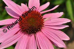 Purpur-Sonnenhut, Roter Sonnenhut, Roter Igelkopf, Rote Kegelblume, Roter Scheinsonnenhut, Echinacea purpurea, Rudbeckia purpurea, Echinacea purpurea, Rudbeckia purpurea, Purpur-Sonnenhut, Roter Sonnenhut, Roter Igelkopf, Rote Kegelblume, Roter Scheinsonnenhut, Asteraceae, Blütenkörbchen Kauf von 00563_echinacea_purpurea_dsc_5095.jpg