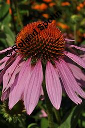 Purpur-Sonnenhut, Roter Sonnenhut, Roter Igelkopf, Rote Kegelblume, Roter Scheinsonnenhut, Echinacea purpurea, Rudbeckia purpurea, Echinacea purpurea, Rudbeckia purpurea, Purpur-Sonnenhut, Roter Sonnenhut, Roter Igelkopf, Rote Kegelblume, Roter Scheinsonnenhut, Asteraceae, Blütenkörbchen Kauf von 00563_echinacea_purpurea_dsc_7429.jpg