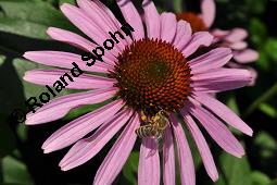 Purpur-Sonnenhut, Roter Sonnenhut, Roter Igelkopf, Rote Kegelblume, Roter Scheinsonnenhut, Echinacea purpurea, Rudbeckia purpurea, Echinacea purpurea, Rudbeckia purpurea, Purpur-Sonnenhut, Roter Sonnenhut, Roter Igelkopf, Rote Kegelblume, Roter Scheinsonnenhut, Asteraceae, Blütenkörbchen Kauf von 00563_echinacea_purpurea_dsc_7431.jpg