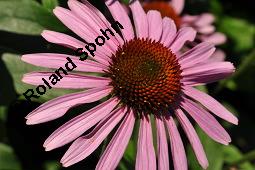 Purpur-Sonnenhut, Roter Sonnenhut, Roter Igelkopf, Rote Kegelblume, Roter Scheinsonnenhut, Echinacea purpurea, Rudbeckia purpurea, Echinacea purpurea, Rudbeckia purpurea, Purpur-Sonnenhut, Roter Sonnenhut, Roter Igelkopf, Rote Kegelblume, Roter Scheinsonnenhut, Asteraceae, Blütenkörbchen Kauf von 00563_echinacea_purpurea_dsc_7432.jpg