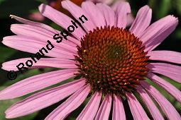 Purpur-Sonnenhut, Roter Sonnenhut, Roter Igelkopf, Rote Kegelblume, Roter Scheinsonnenhut, Echinacea purpurea, Rudbeckia purpurea, Echinacea purpurea, Rudbeckia purpurea, Purpur-Sonnenhut, Roter Sonnenhut, Roter Igelkopf, Rote Kegelblume, Roter Scheinsonnenhut, Asteraceae, Blütenkörbchen Kauf von 00563_echinacea_purpurea_dsc_7433.jpg