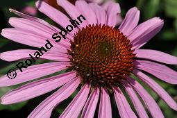 Purpur-Sonnenhut, Roter Sonnenhut, Roter Igelkopf, Rote Kegelblume, Roter Scheinsonnenhut, Echinacea purpurea, Rudbeckia purpurea, Echinacea purpurea, Rudbeckia purpurea, Purpur-Sonnenhut, Roter Sonnenhut, Roter Igelkopf, Rote Kegelblume, Roter Scheinsonnenhut, Asteraceae, Blütenkörbchen Kauf von 00563_echinacea_purpurea_dsc_7434.jpg
