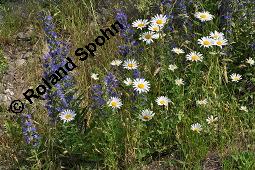 Gewöhnlicher Natternkopf, Echium vulgare, Klatsch-Mohn, Papaver rhoeas, Boraginaceae, Echium vulgare, Gewöhnlicher Natternkopf, Gemeiner Natternkopf, Habitat, Ödfläche (Kiesbruch) mit Gewöhnlicher Natternkopf, Echium vulgare, Klatsch-Mohn, Papaver rhoeas Kauf von 00564_echium_vulgare_dsc_4678.jpg