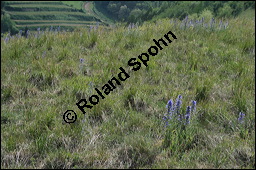 Gewöhnlicher Natternkopf, Echium vulgare, Klatsch-Mohn, Papaver rhoeas, Boraginaceae, Echium vulgare, Gewöhnlicher Natternkopf, Gemeiner Natternkopf, Habitat, Ödfläche (Kiesbruch) mit Gewöhnlicher Natternkopf, Echium vulgare, Klatsch-Mohn, Papaver rhoeas Kauf von 00564echium_vulgareimg_2088.jpg