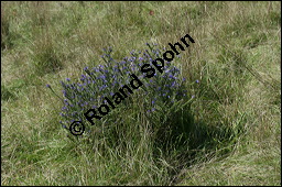 Gewöhnlicher Natternkopf, Echium vulgare, Klatsch-Mohn, Papaver rhoeas, Boraginaceae, Echium vulgare, Gewöhnlicher Natternkopf, Gemeiner Natternkopf, Habitat, Ödfläche (Kiesbruch) mit Gewöhnlicher Natternkopf, Echium vulgare, Klatsch-Mohn, Papaver rhoeas Kauf von 00564echium_vulgareimg_4158.jpg