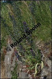 Gewöhnlicher Natternkopf, Echium vulgare, Klatsch-Mohn, Papaver rhoeas, Boraginaceae, Echium vulgare, Gewöhnlicher Natternkopf, Gemeiner Natternkopf, Habitat, Ödfläche (Kiesbruch) mit Gewöhnlicher Natternkopf, Echium vulgare, Klatsch-Mohn, Papaver rhoeas Kauf von 00564echium_vulgareimg_8226.jpg