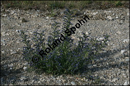 Gewöhnlicher Natternkopf, Echium vulgare, Klatsch-Mohn, Papaver rhoeas, Boraginaceae, Echium vulgare, Gewöhnlicher Natternkopf, Gemeiner Natternkopf, Habitat, Ödfläche (Kiesbruch) mit Gewöhnlicher Natternkopf, Echium vulgare, Klatsch-Mohn, Papaver rhoeas Kauf von 00564echium_vulgareimg_8363.jpg