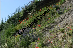 Gewöhnlicher Natternkopf, Echium vulgare, Klatsch-Mohn, Papaver rhoeas, Boraginaceae, Echium vulgare, Gewöhnlicher Natternkopf, Gemeiner Natternkopf, Habitat, Ödfläche (Kiesbruch) mit Gewöhnlicher Natternkopf, Echium vulgare, Klatsch-Mohn, Papaver rhoeas Kauf von 00564echium_vulgareimg_8405.jpg