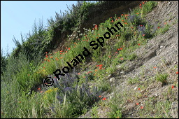 Gewöhnlicher Natternkopf, Echium vulgare, Klatsch-Mohn, Papaver rhoeas, Boraginaceae, Echium vulgare, Gewöhnlicher Natternkopf, Gemeiner Natternkopf, Habitat, Ödfläche (Kiesbruch) mit Gewöhnlicher Natternkopf, Echium vulgare, Klatsch-Mohn, Papaver rhoeas Kauf von 00564echium_vulgareimg_8406.jpg