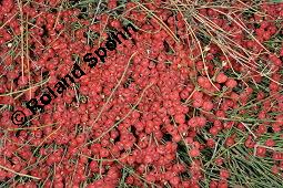 Gewöhnliches Meerträubel, Ephedra distachya, Ephedra vulgaris, Ephedra distachya, Ephedra vulgaris, Meerträubel, Ephedraceae, fruchtend Kauf von 00570_ephedra_distachya_dsc_6915.jpg