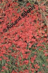 Gewöhnliches Meerträubel, Ephedra distachya, Ephedra vulgaris, Ephedra distachya, Ephedra vulgaris, Meerträubel, Ephedraceae, fruchtend Kauf von 00570_ephedra_distachya_dsc_6916.jpg