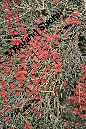 Gewöhnliches Meerträubel, Ephedra distachya, Ephedra vulgaris, Ephedra distachya, Ephedra vulgaris, Meerträubel, Ephedraceae, fruchtend Kauf von 00570_ephedra_distachya_dsc_6919.jpg