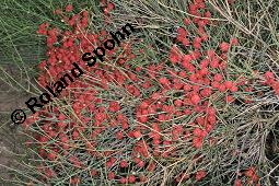 Gewöhnliches Meerträubel, Ephedra distachya, Ephedra vulgaris, Ephedra distachya, Ephedra vulgaris, Meerträubel, Ephedraceae, fruchtend Kauf von 00570_ephedra_distachya_dsc_6920.jpg