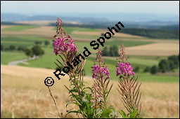 Schmalblättriges Weidenröschen, Epilobium angustifolium, Oenotheraceae, Epilobium angustifolium, Schmalblättriges Weidenröschen, Blühend Kauf von 00572epilobium_angustifoliumimg_3539.jpg