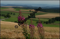 Schmalblättriges Weidenröschen, Epilobium angustifolium, Oenotheraceae, Epilobium angustifolium, Schmalblättriges Weidenröschen, Blühend Kauf von 00572epilobium_angustifoliumimg_3540.jpg