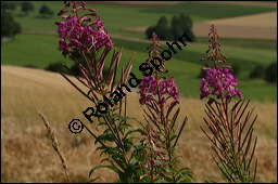 Schmalblättriges Weidenröschen, Epilobium angustifolium, Oenotheraceae, Epilobium angustifolium, Schmalblättriges Weidenröschen, Blühend Kauf von 00572epilobium_angustifoliumimg_3541.jpg