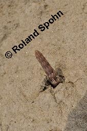 Acker-Schachtelhalm, Zinnkraut, Equisetum arvense, Equisetaceae, Equisetum arvense, Acker-Schachtelhalm, Zinnkraut, Vegetativ und Sporophyllstand Kauf von 00573_equisetum_arvense_dsc_2049.jpg