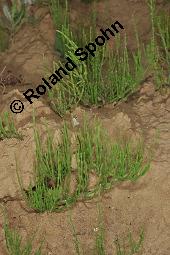 Acker-Schachtelhalm, Zinnkraut, Equisetum arvense, Equisetaceae, Equisetum arvense, Acker-Schachtelhalm, Zinnkraut, Vegetativ und Sporophyllstand Kauf von 00573_equisetum_arvense_dsc_2052.jpg