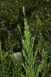 Acker-Schachtelhalm, Zinnkraut, Equisetum arvense, Equisetaceae, Equisetum arvense, Acker-Schachtelhalm, Zinnkraut, Vegetativ und Sporophyllstand Kauf von 00573_equisetum_arvense_dsc_3229.jpg