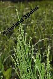 Acker-Schachtelhalm, Zinnkraut, Equisetum arvense, Equisetaceae, Equisetum arvense, Acker-Schachtelhalm, Zinnkraut, Vegetativ und Sporophyllstand Kauf von 00573_equisetum_arvense_dsc_3230.jpg