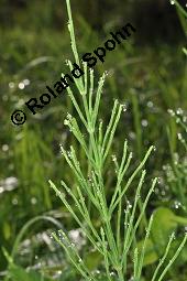 Acker-Schachtelhalm, Zinnkraut, Equisetum arvense, Equisetaceae, Equisetum arvense, Acker-Schachtelhalm, Zinnkraut, Vegetativ und Sporophyllstand Kauf von 00573_equisetum_arvense_dsc_3232.jpg