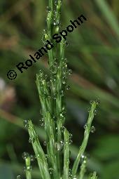 Acker-Schachtelhalm, Zinnkraut, Equisetum arvense, Equisetaceae, Equisetum arvense, Acker-Schachtelhalm, Zinnkraut, Vegetativ und Sporophyllstand Kauf von 00573_equisetum_arvense_dsc_3233.jpg