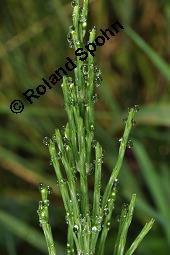 Acker-Schachtelhalm, Zinnkraut, Equisetum arvense, Equisetaceae, Equisetum arvense, Acker-Schachtelhalm, Zinnkraut, Vegetativ und Sporophyllstand Kauf von 00573_equisetum_arvense_dsc_3234.jpg