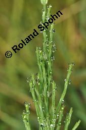 Acker-Schachtelhalm, Zinnkraut, Equisetum arvense, Equisetaceae, Equisetum arvense, Acker-Schachtelhalm, Zinnkraut, Vegetativ und Sporophyllstand Kauf von 00573_equisetum_arvense_dsc_3236.jpg