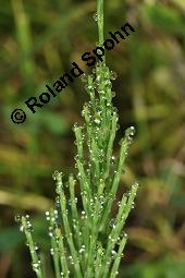 Acker-Schachtelhalm, Zinnkraut, Equisetum arvense, Equisetaceae, Equisetum arvense, Acker-Schachtelhalm, Zinnkraut, Vegetativ und Sporophyllstand Kauf von 00573_equisetum_arvense_dsc_3237.jpg