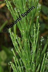 Acker-Schachtelhalm, Zinnkraut, Equisetum arvense, Equisetaceae, Equisetum arvense, Acker-Schachtelhalm, Zinnkraut, Vegetativ und Sporophyllstand Kauf von 00573_equisetum_arvense_dsc_3238.jpg