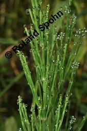 Acker-Schachtelhalm, Zinnkraut, Equisetum arvense, Equisetaceae, Equisetum arvense, Acker-Schachtelhalm, Zinnkraut, Vegetativ und Sporophyllstand Kauf von 00573_equisetum_arvense_dsc_3239.jpg