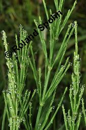 Acker-Schachtelhalm, Zinnkraut, Equisetum arvense, Equisetaceae, Equisetum arvense, Acker-Schachtelhalm, Zinnkraut, Vegetativ und Sporophyllstand Kauf von 00573_equisetum_arvense_dsc_3240.jpg