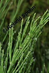 Acker-Schachtelhalm, Zinnkraut, Equisetum arvense, Equisetaceae, Equisetum arvense, Acker-Schachtelhalm, Zinnkraut, Vegetativ und Sporophyllstand Kauf von 00573_equisetum_arvense_dsc_3241.jpg