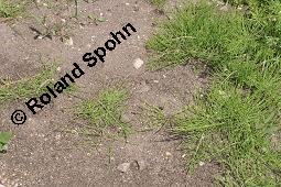 Acker-Schachtelhalm, Zinnkraut, Equisetum arvense, Equisetaceae, Equisetum arvense, Acker-Schachtelhalm, Zinnkraut, Vegetativ und Sporophyllstand Kauf von 00573_equisetum_arvense_dsc_4359.jpg