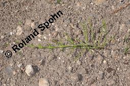 Acker-Schachtelhalm, Zinnkraut, Equisetum arvense, Equisetaceae, Equisetum arvense, Acker-Schachtelhalm, Zinnkraut, Vegetativ und Sporophyllstand Kauf von 00573_equisetum_arvense_dsc_4360.jpg