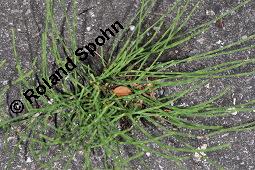 Acker-Schachtelhalm, Zinnkraut, Equisetum arvense, Equisetaceae, Equisetum arvense, Acker-Schachtelhalm, Zinnkraut, Vegetativ und Sporophyllstand Kauf von 00573_equisetum_arvense_dsc_4555.jpg