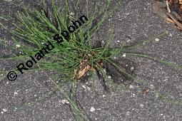 Acker-Schachtelhalm, Zinnkraut, Equisetum arvense, Equisetaceae, Equisetum arvense, Acker-Schachtelhalm, Zinnkraut, Vegetativ und Sporophyllstand Kauf von 00573_equisetum_arvense_dsc_4556.jpg