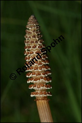 Acker-Schachtelhalm, Zinnkraut, Equisetum arvense, Equisetaceae, Equisetum arvense, Acker-Schachtelhalm, Zinnkraut, Vegetativ und Sporophyllstand Kauf von 00573equisetum_arvenseimg_7045.jpg