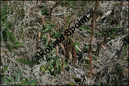 Acker-Schachtelhalm, Zinnkraut, Equisetum arvense, Equisetaceae, Equisetum arvense, Acker-Schachtelhalm, Zinnkraut, Vegetativ und Sporophyllstand Kauf von 00573equisetum_arvenseimg_7129.jpg