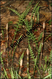 Acker-Schachtelhalm, Zinnkraut, Equisetum arvense, Equisetaceae, Equisetum arvense, Acker-Schachtelhalm, Zinnkraut, Vegetativ und Sporophyllstand Kauf von 00573equisetum_arvenseimg_7150.jpg