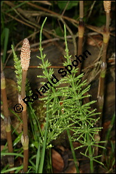 Acker-Schachtelhalm, Zinnkraut, Equisetum arvense, Equisetaceae, Equisetum arvense, Acker-Schachtelhalm, Zinnkraut, Vegetativ und Sporophyllstand Kauf von 00573equisetum_arvenseimg_7151.jpg