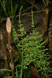 Acker-Schachtelhalm, Zinnkraut, Equisetum arvense, Equisetaceae, Equisetum arvense, Acker-Schachtelhalm, Zinnkraut, Vegetativ und Sporophyllstand Kauf von 00573equisetum_arvenseimg_7152.jpg