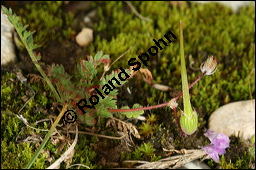 Gewöhnlicher Reiherschnabel, Erodium cicutarium, Geraniaceae, Erodium cicutarium, Gewöhnlicher Reiherschnabel, Blühend und fruchtend Kauf von 00576erodium_cicutariumimg_4248.jpg