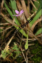 Gewöhnlicher Reiherschnabel, Erodium cicutarium, Geraniaceae, Erodium cicutarium, Gewöhnlicher Reiherschnabel, Blühend und fruchtend Kauf von 00576erodium_cicutariumimg_4249.jpg