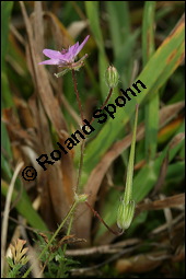 Gewöhnlicher Reiherschnabel, Erodium cicutarium, Geraniaceae, Erodium cicutarium, Gewöhnlicher Reiherschnabel, Blühend und fruchtend Kauf von 00576erodium_cicutariumimg_4250.jpg