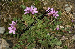 Gewöhnlicher Reiherschnabel, Erodium cicutarium, Geraniaceae, Erodium cicutarium, Gewöhnlicher Reiherschnabel, Blühend und fruchtend Kauf von 00576erodium_cicutariumimg_6426.jpg